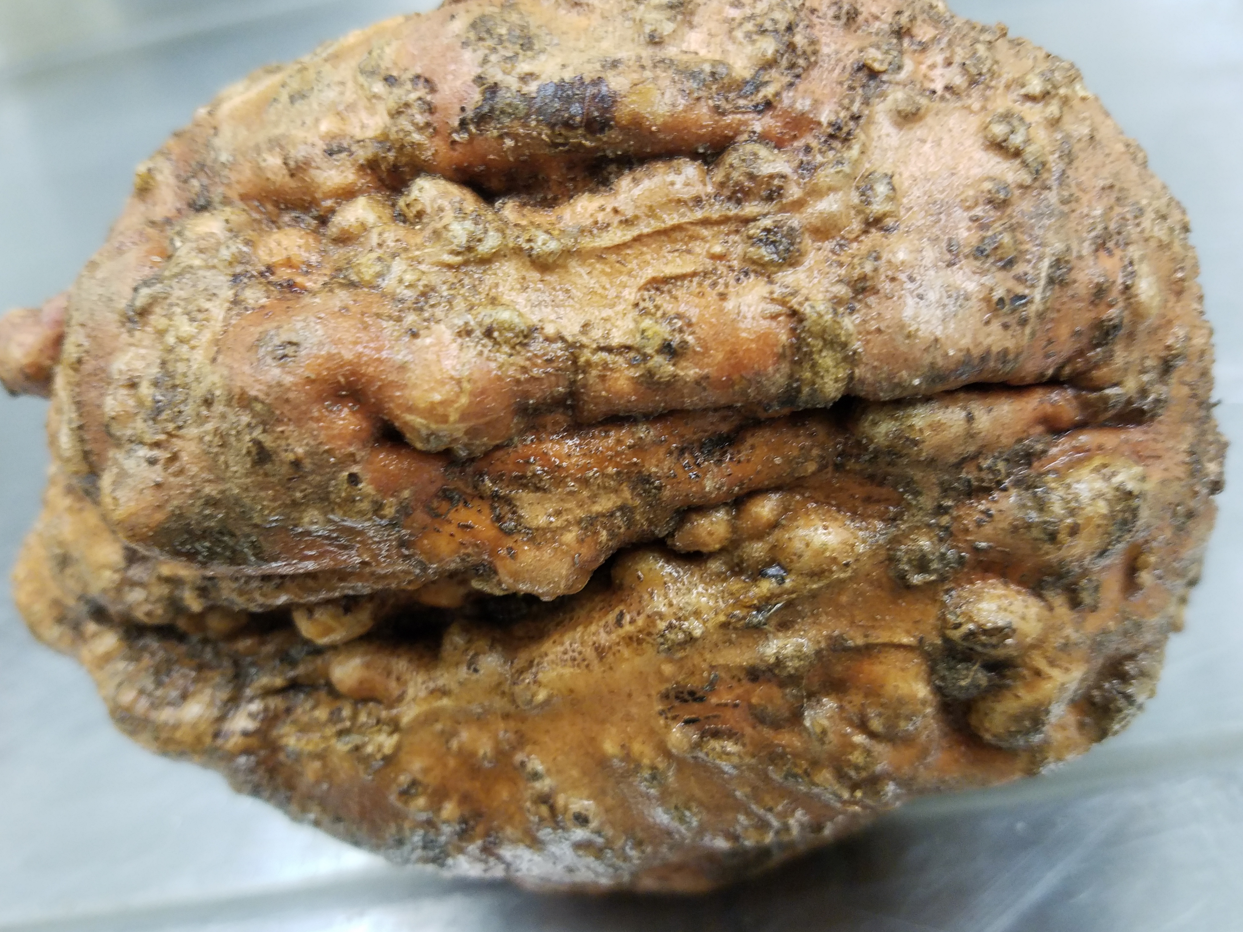 AgCenter takes lead on stopping new nematode 